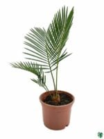 Sago Palm-Cycas-Revoluta-Small-Cycas-Palm-3x4-Product-Peppyflora-01-a-Moz