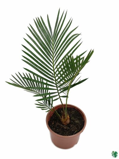 Sago Palm-Cycas-Revoluta-Small-Cycas-Palm-3x4-Product-Peppyflora-01-b-Moz