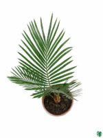 Sago Palm-Cycas-Revoluta-Small-Cycas-Palm-3x4-Product-Peppyflora-01-c-Moz