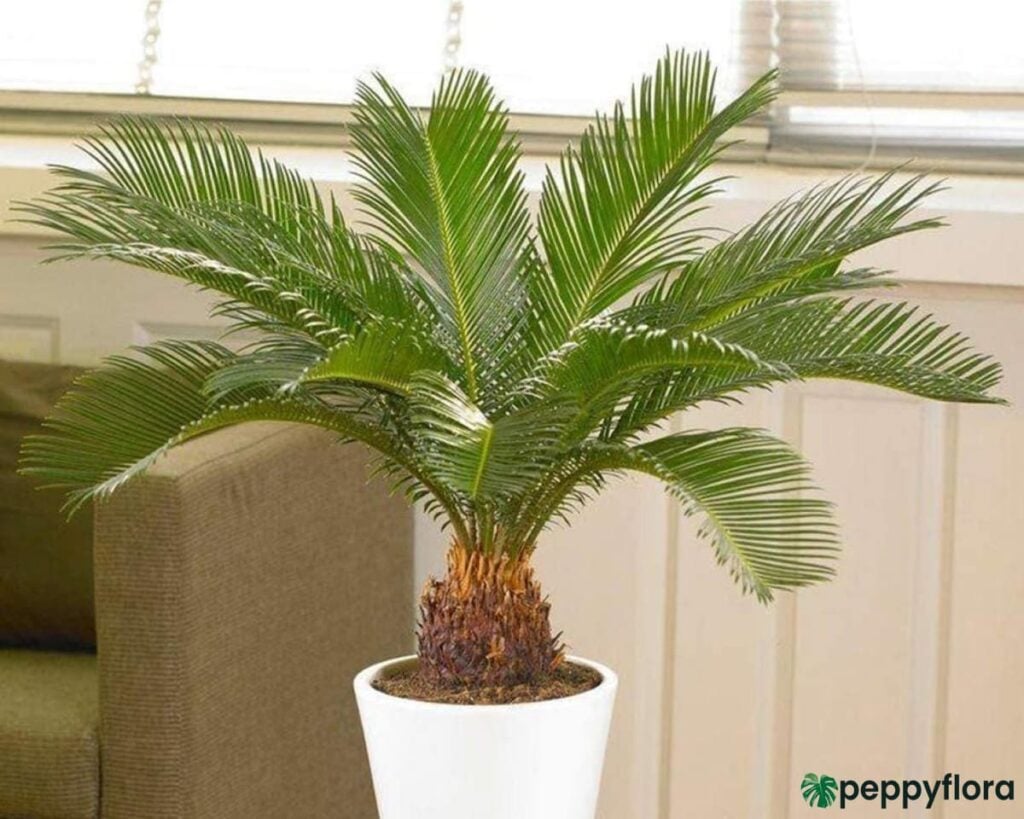 Sago Palm Cycas Revoluta Small Cycas Palm Product Peppyflora 02 Moz