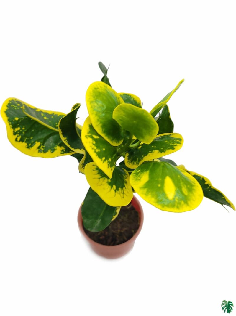 Croton Apple Leaf Yellow 3X4 Product Peppyflora 01 A Moz