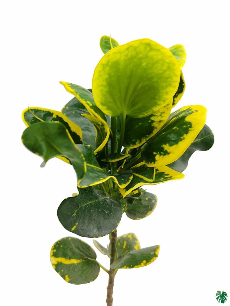 Croton-Apple-Leaf-Yellow-3x4-Product-Peppyflora-01-b-Moz