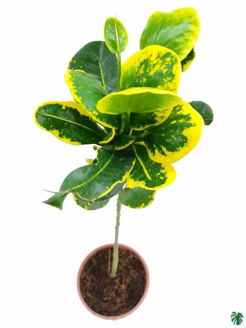 Croton-Apple-Leaf-Yellow-3x4-Product-Peppyflora-01-c-Moz