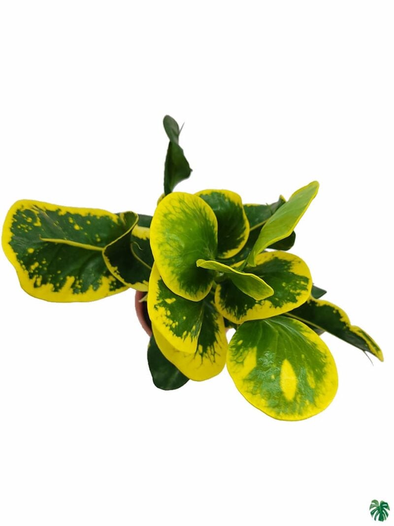 Croton-Apple-Leaf-Yellow-3x4-Product-Peppyflora-01-d-Moz