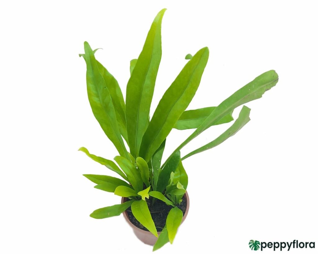 Microsorum Punctatum Green Flame Product Peppyflora 02 Moz