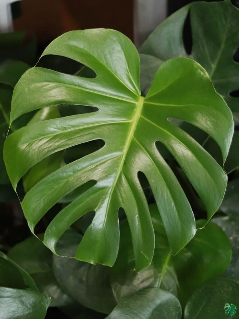 Buy Monstera Deliciosa Swiss Cheese Plant Online Peppyflora® 