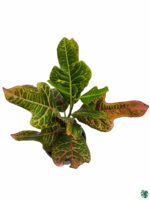 Oakleaf-Croton-3x4-Product-Peppyflora-01-c-Moz