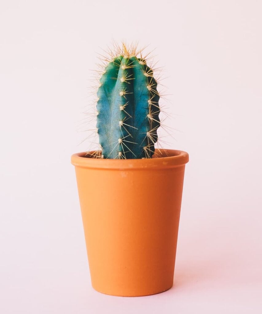 Peppyflora-Cactus-Care-02-b-Moz