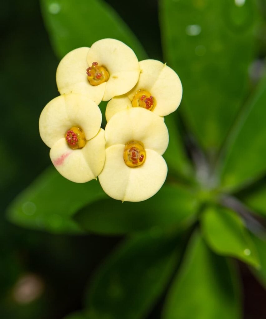 Peppyflora-Euphorbia-Care-02-b-Moz