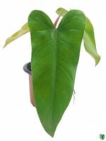 Philodendron-Erubescens-Red-Emerald-3x4-Product-Peppyflora-01-a-Moz