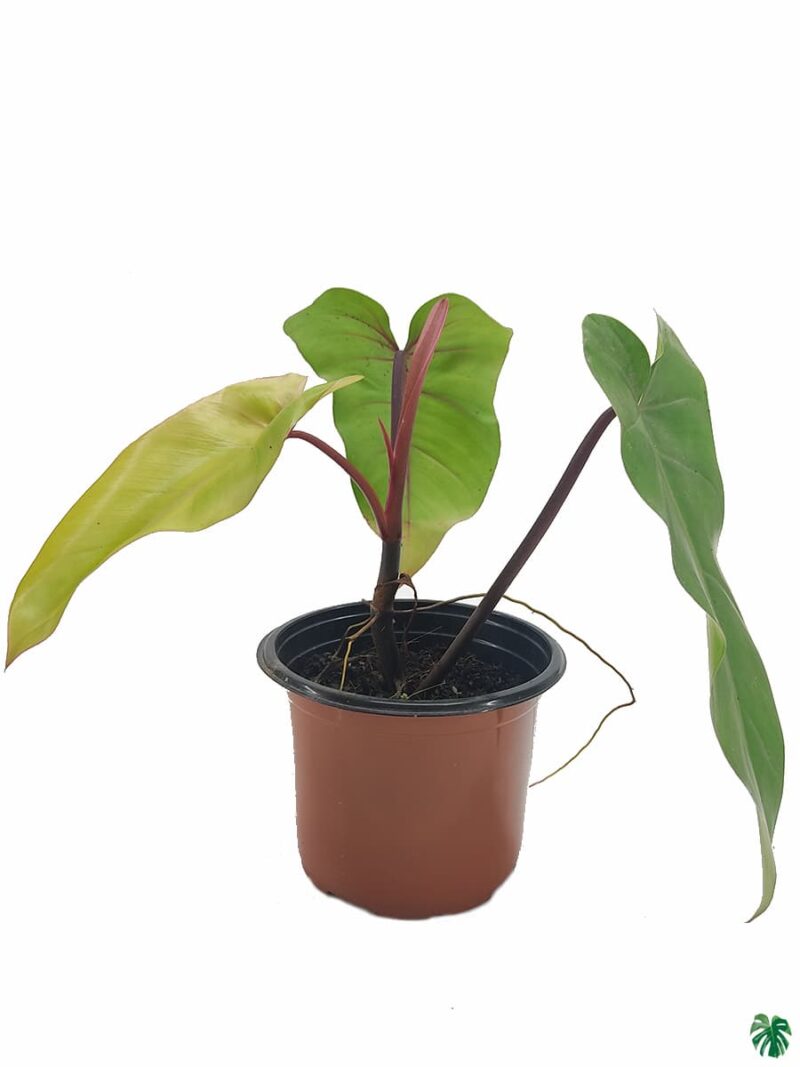 Philodendron-Erubescens-Red-Emerald-3x4-Product-Peppyflora-01-b-Moz