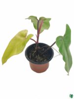 Philodendron-Erubescens-Red-Emerald-3x4-Product-Peppyflora-01-c-Moz