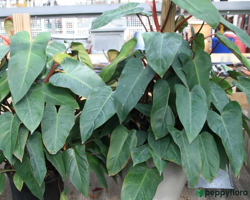 Philodendron Erubescens Red Emerald Product Peppyflora 02 Moz