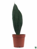 Whale-Fin-Sansevieria-Masoniana-3x4-Product-Peppyflora-01-a-Moz