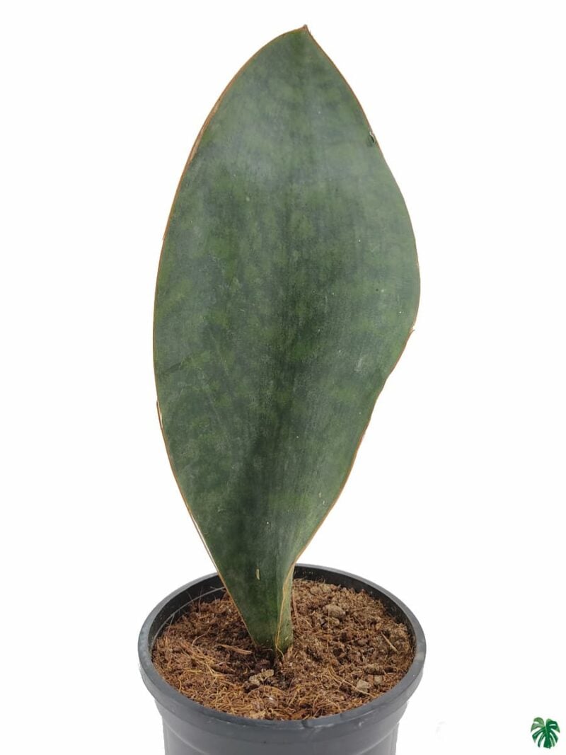 Whale-Fin-Sansevieria-Masoniana-3x4-Product-Peppyflora-01-b-Moz