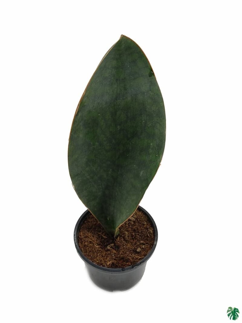 Whale-Fin-Sansevieria-Masoniana-3x4-Product-Peppyflora-01-c-Moz