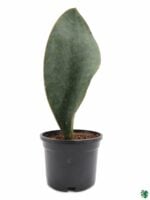 Whale-Fin-Sansevieria-Masoniana-3x4-Product-Peppyflora-01-d-Moz