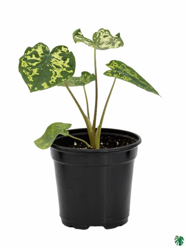 Buy Caladium Hilo Beauty - Alocasia Hilo Beauty Online | Peppyflora®