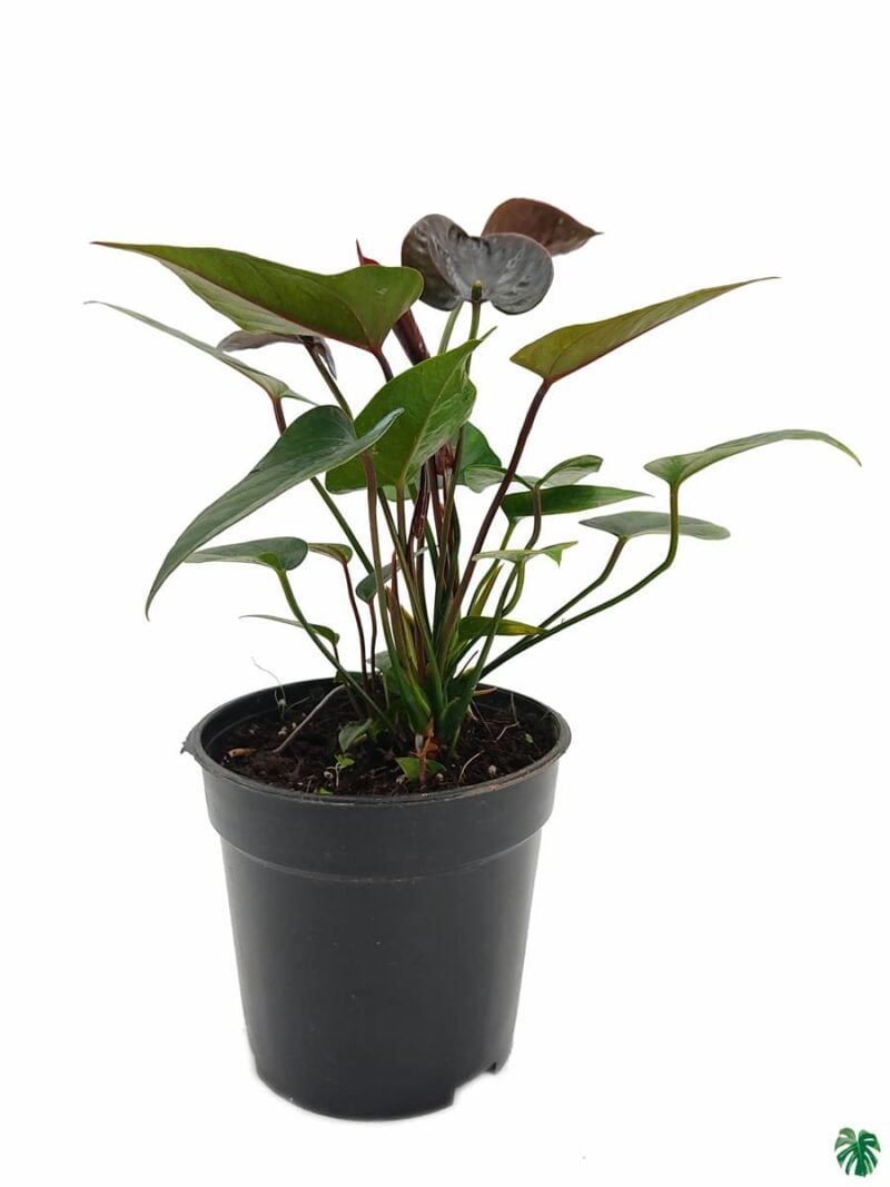 Flowering Anthurium Black 3X4 Product Peppyflora 01 A Moz