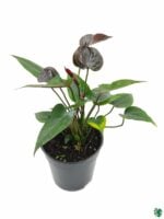 Flowering-Anthurium-Black-3x4-Product-Peppyflora-01-b-Moz