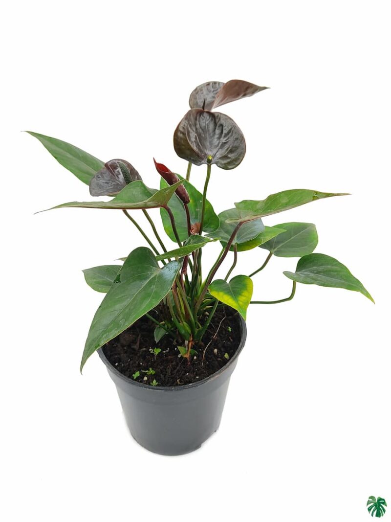 Flowering-Anthurium-Black-3x4-Product-Peppyflora-01-b-Moz