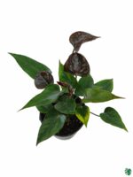 Flowering-Anthurium-Black-3x4-Product-Peppyflora-01-c-Moz