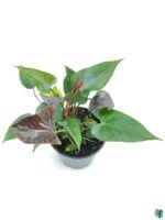 Flowering-Anthurium-Black-3x4-Product-Peppyflora-01-d-Moz