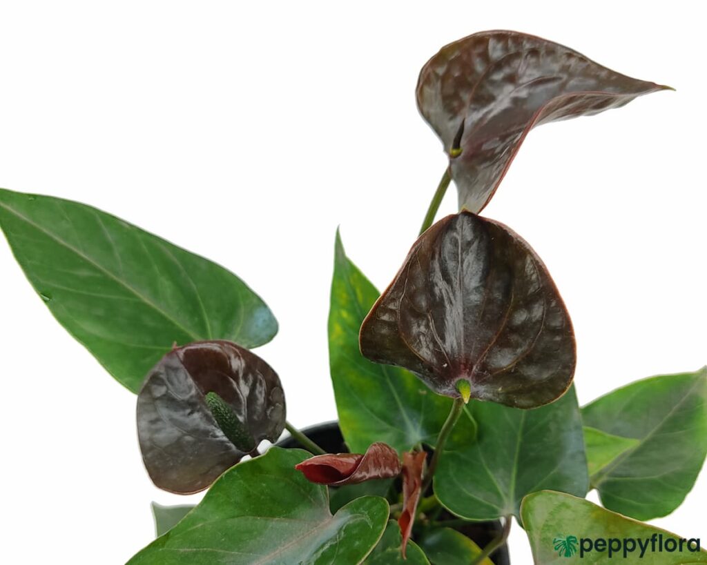 Flowering-Anthurium-Black-Product-Peppyflora-02-Moz