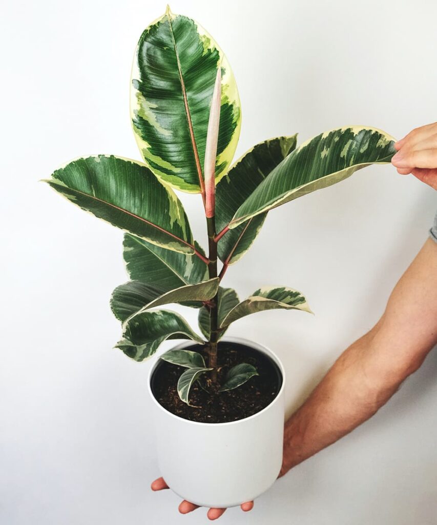 Peppyflora-Ficus-Care-02-b-Moz