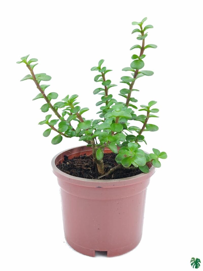 Portulacaria Afra Good Luck Jade Plant 3X4 Product Peppyflora 01 A Moz
