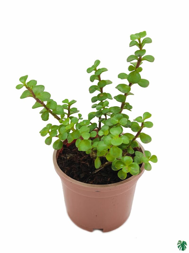 Portulacaria-Afra-Good-Luck-Jade-Plant-3x4-Product-Peppyflora-01-b-Moz