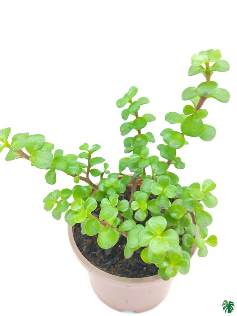 Portulacaria-Afra-Good-Luck-Jade-Plant-3x4-Product-Peppyflora-01-c-Moz