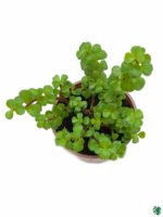 Portulacaria-Afra-Good-Luck-Jade-Plant-3x4-Product-Peppyflora-01-d-Moz