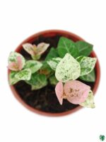 Tricolor-Asiatic-Jasmine-3x4-Product-Peppyflora-01-b-Moz
