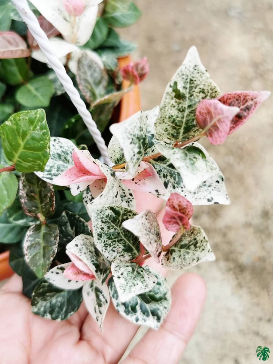 Tricolor Asiatic Jasmine for Sale Peppyflora®