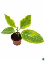 Ficus-Benghalensis-Variegata-Variegated-Banyan-Tree-3x4-Product-Peppyflora-01-a-Moz