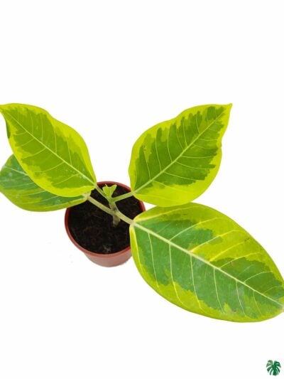 Ficus-Benghalensis-Variegata-Variegated-Banyan-Tree-3x4-Product-Peppyflora-01-b-Moz