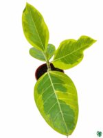 Ficus-Benghalensis-Variegata-Variegated-Banyan-Tree-3x4-Product-Peppyflora-01-c-Moz