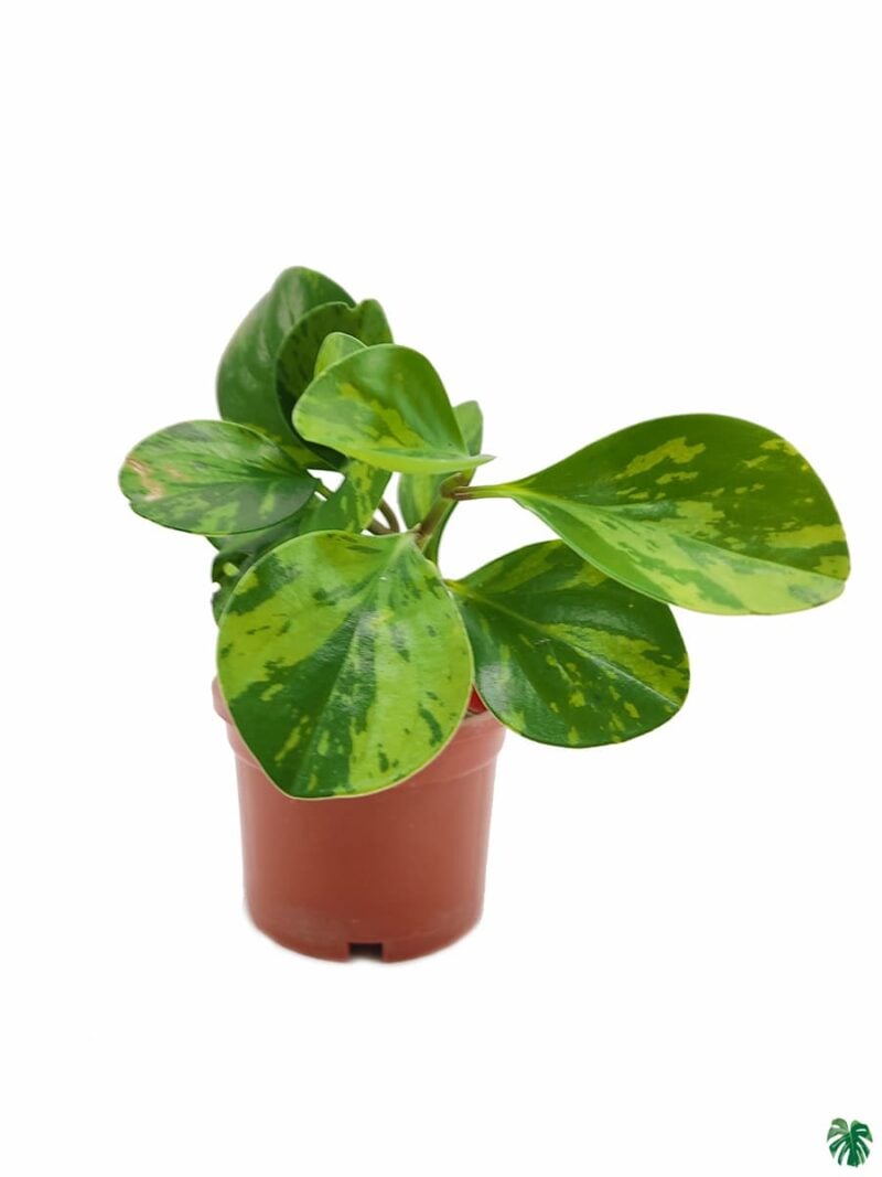 Green Variegated Peperomia Obtusifolia 3X4 Product Peppyflora 01 A Moz