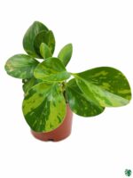 Green-Variegated-Peperomia-Obtusifolia-3x4-Product-Peppyflora-01-b-Moz