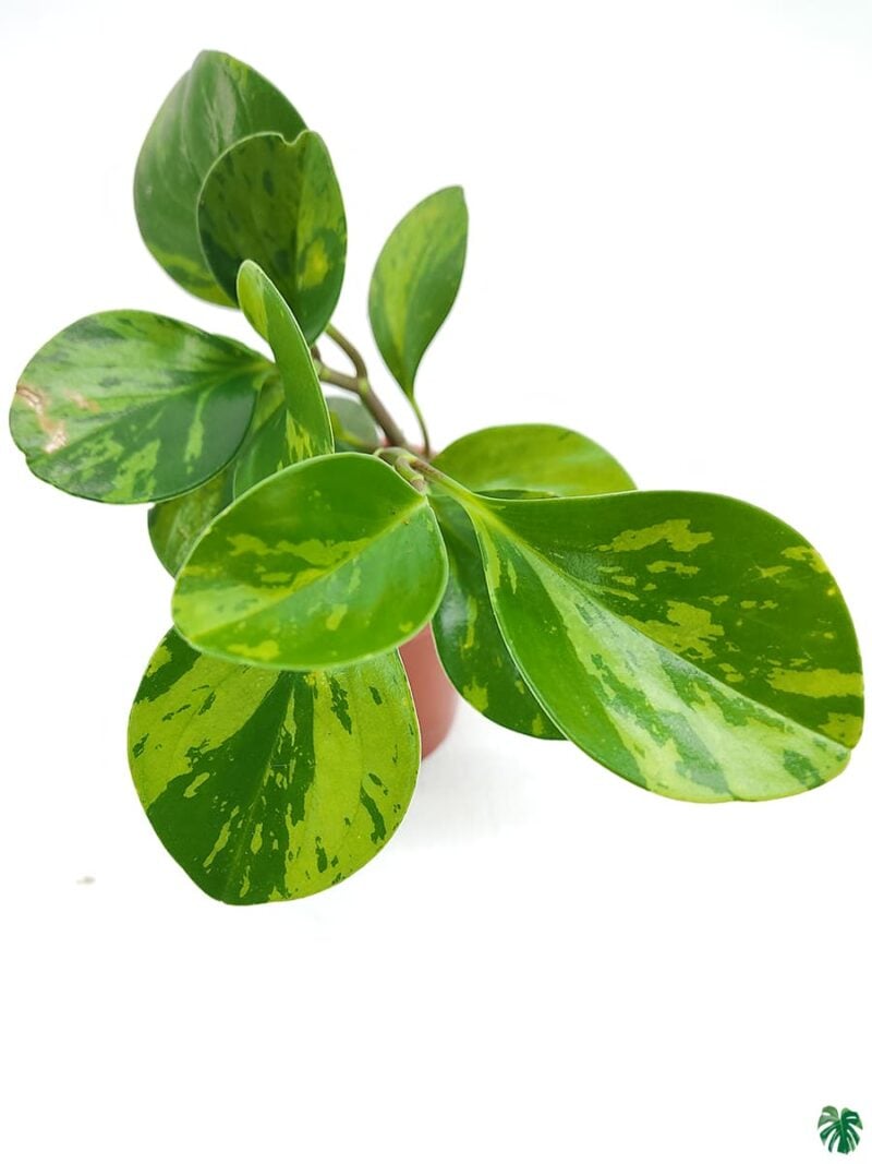 Green-Variegated-Peperomia-Obtusifolia-3x4-Product-Peppyflora-01-c-Moz