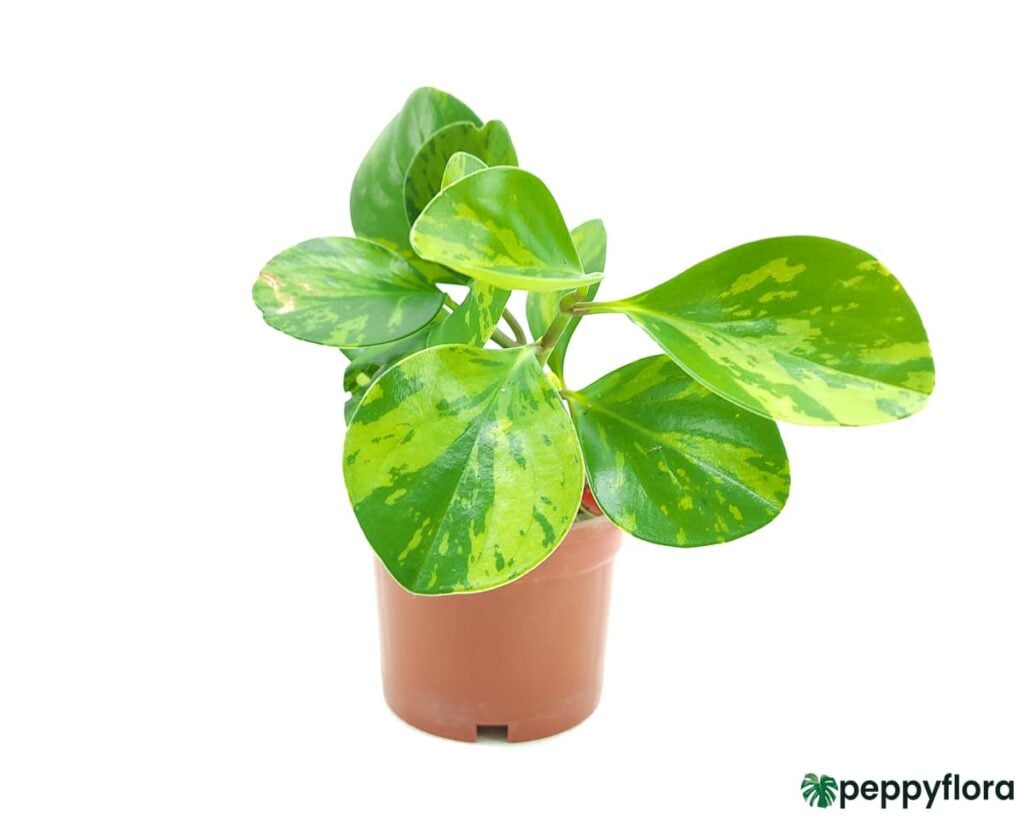 Green Variegated Peperomia Obtusifolia Product Peppyflora 02 Moz