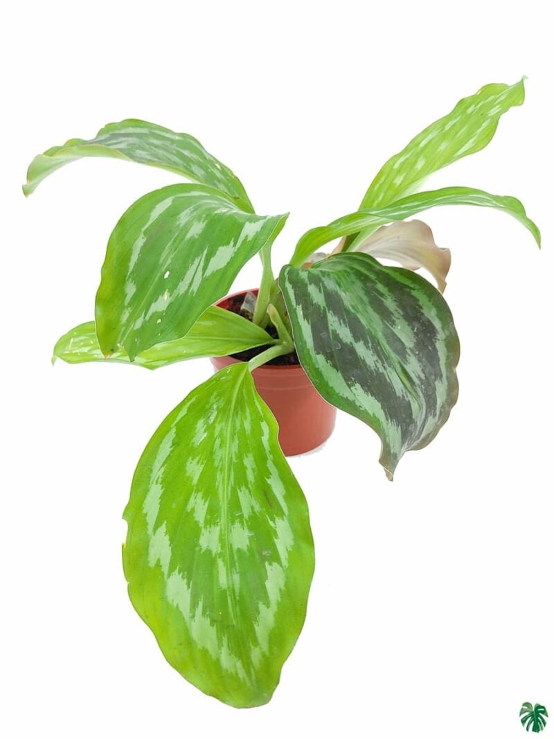 Peacock Ginger Plant Kaempferia 3X4 Product Peppyflora 01 A Moz