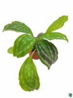Peacock-Ginger-Plant-Kaempferia-3x4-Product-Peppyflora-01-b-Moz