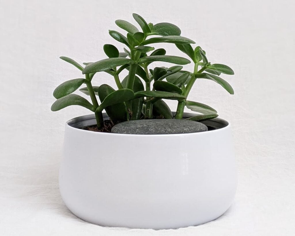 Peppyflora Jade Plant Care 01 Moz