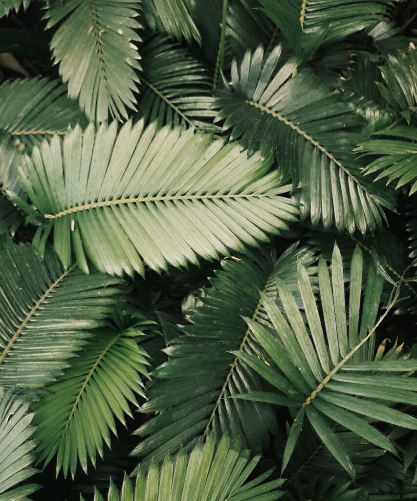 Peppyflora-Palm-Plant-Care-02-b-Moz