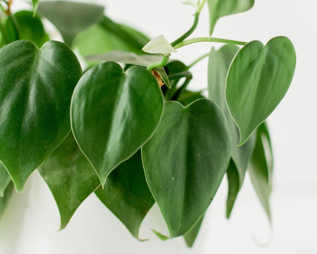 Peppyflora Philodendron Care 01 Moz