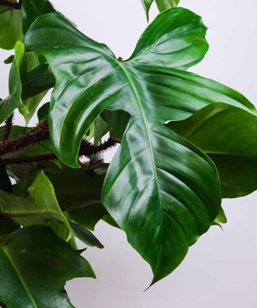 Peppyflora Philodendron Care 02 B Moz