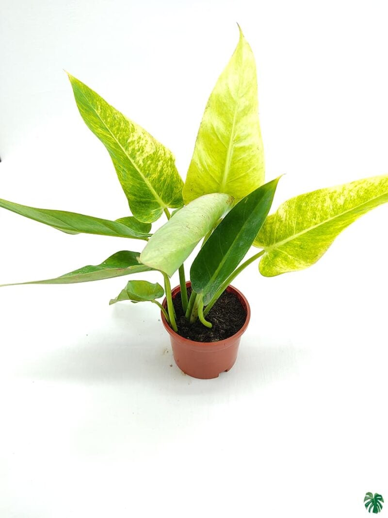 Philodendron Calkins Gold 3X4 Product Peppyflora 01 A Moz
