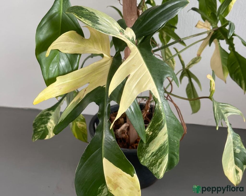 Philodendron Florida Beauty Product Peppyflora 02 Moz